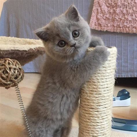 do NOT contact me with unsolicited. . British shorthair kitten  craigslist